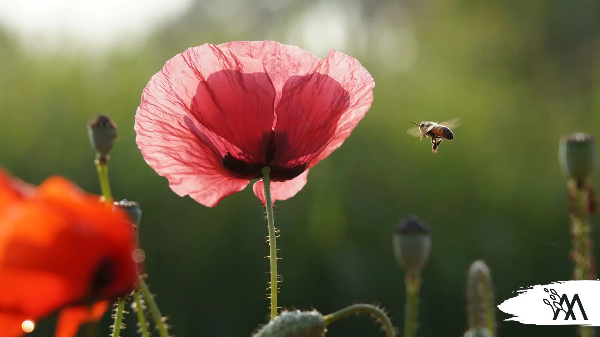 Dagboek van een bijenplant: 36 bijenplanten getest