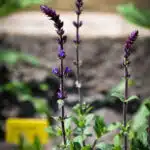 salvia caradona close 3