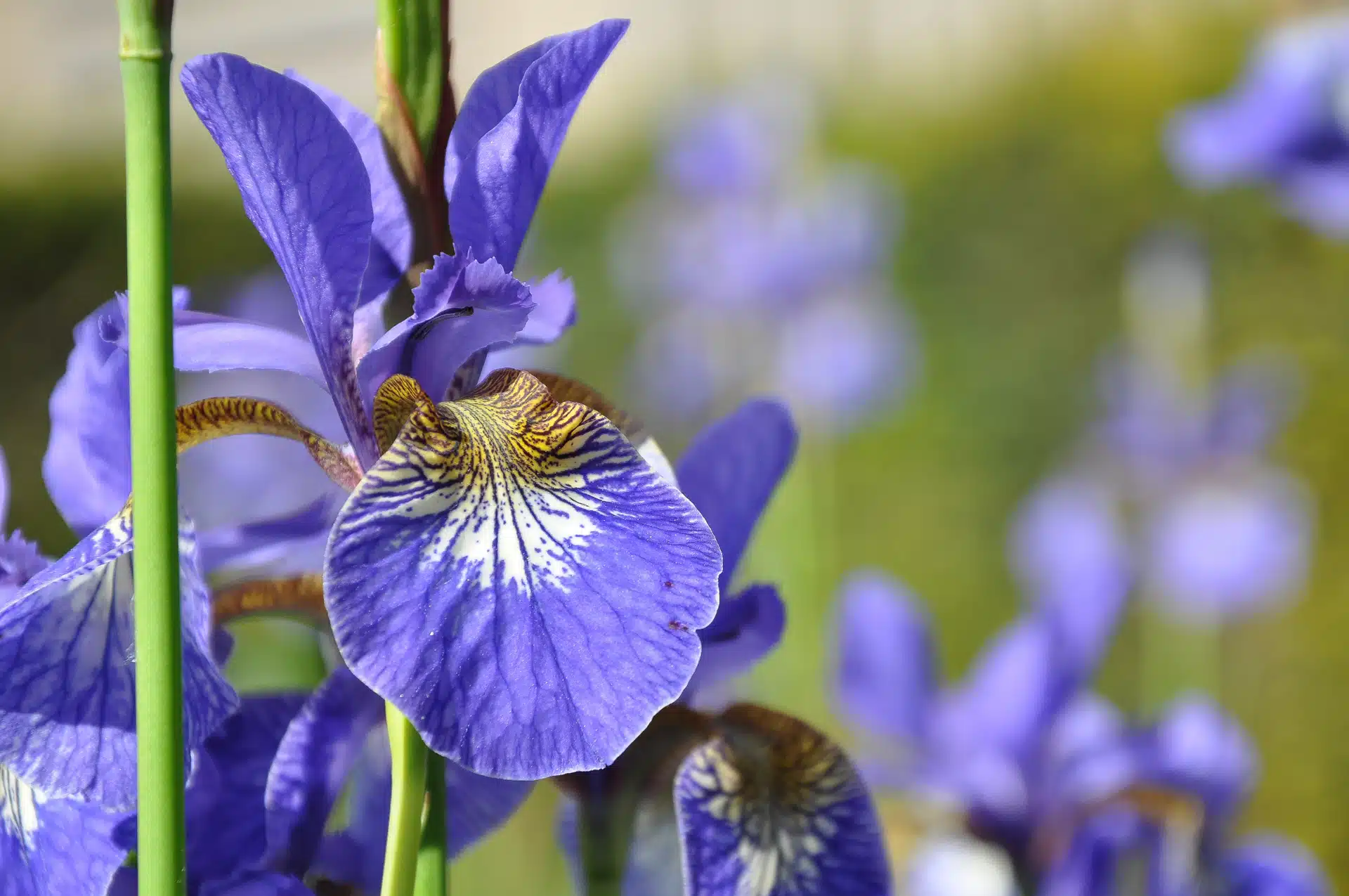 De 5 mooiste vaste planten met blauwe bloemen