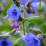 pulmonaria blue ensign-1